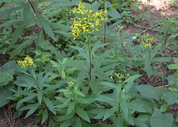 Fuchs-Greiskraut (Senecio ovatus) - © Bernard Wieser