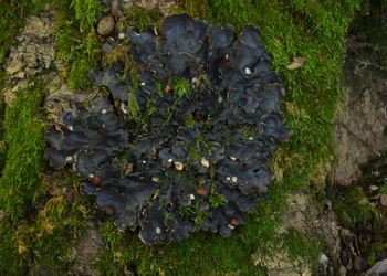 Hundsflechte (Peltigera polydactylon) - © Bernard Wieser