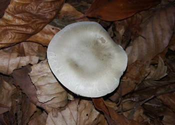 Wohlriechender Schneckling (Hygrophorus agathosmus) - © Bernard Wieser