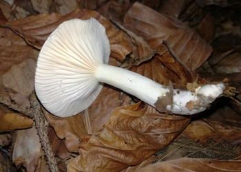 Wohlriechender Schneckling (Hygrophorus agathosmus) - © Bernard Wieser