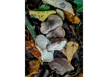 Schuppenstieliger Erd-Ritterling (Tricholoma squarrulosum) - © Mag. Bernard Wieser