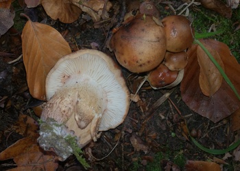 Brandiger Ritterling (Tricholoma ustale) - © Mag. Bernard Wieser