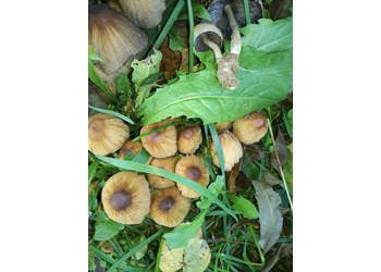 Haus-Tintling (Coprinellus domesticus) - © Mag. Bernard Wieser