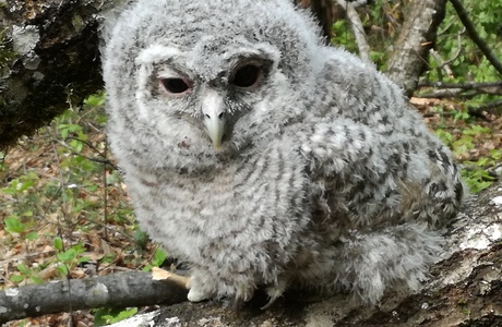 Waldkauz (Strix aluco) - © Bernard Wieser