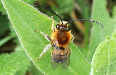 Mai-Langhornbiene (Eucera nigrescens) - © Bernard Wieser