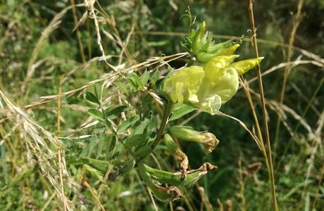 Gelbe Wicke (Vicia lutea) - © Bernard Wieser Gelbe Wicke (Vicia lutea) - © Bernard Wieser