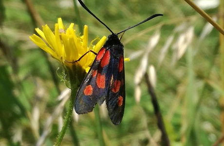 Klee-Widderchen (Zygaena lonicerae) - © Bernard Wieser Klee-Widderchen (Zygaena lonicerae) - © Bernard Wieser