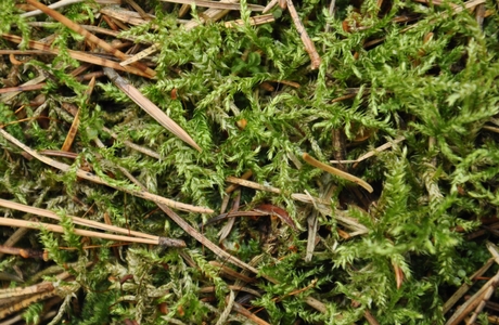 Lockeres Schweifchenastmoos (Sciuro-hypnum oedipodium) - © Michael Suanjak