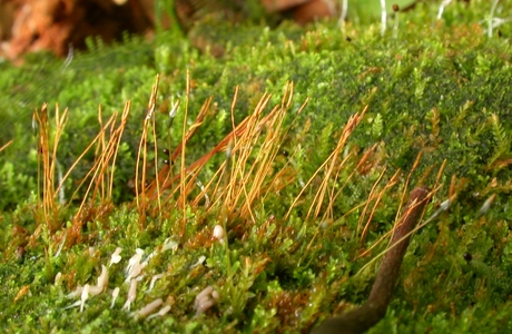 Durchsichtiges Georgsmoos (Tetraphis pellucida) - © Michael Suanjak