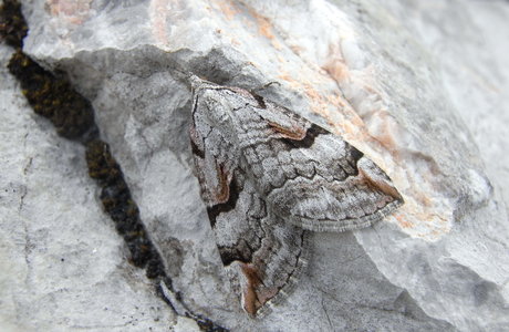 Bergheiden-Johanniskraut-Spanner (Aplocera praeformata) - © Rupert Fauster