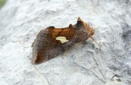 Quellhalden-Goldeule (Autographa bractea) - © Rupert Fauster