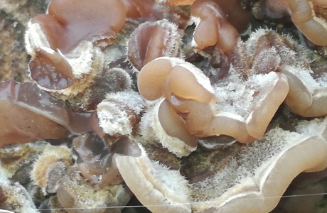 Gezonter Ohrlappenpilz (Auricularia mesenterica) - © Bernard Wieser Gezonter Ohrlappenpilz (Auricularia mesenterica) - © Bernard Wieser