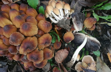 Glimmer-Tintling (Coprinellus micaceus) - © Bernard Wieser