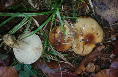 Braunscheibiger Schneckling (Hygrophorus discoideus) - © Bernard Wieser