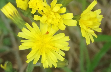 Trauben-Pippau (Crepis praemórsa) - © Bernard Wieser Trauben-Pippau (Crepis praemórsa) - © Bernard Wieser