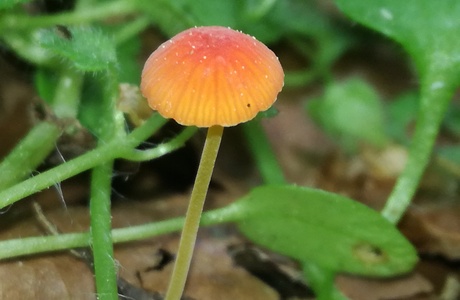 Orangeroter Helmling (Mycena acicula) - © Bernard Wieser