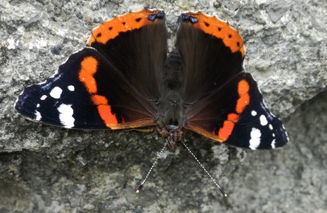Admiral (Vanessa atalanta) - © Bernard Wieser