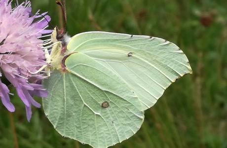 Zitronenfalter (Gonepteryx rhamni) - © Bernard Wieser
