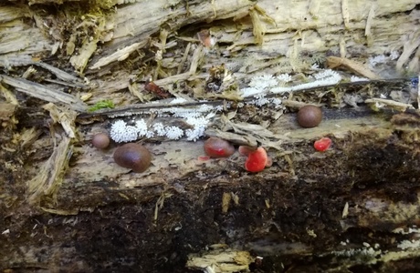 Kleiner Blutmilchpilz (Lycogala exiguum) - © Bernard Wieser
