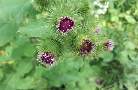 Große Klette (Arctium lappa) - © Bernard Wieser