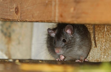Hausratte (Rattus rattus) - © Steffen Schellhorn Fotonatur.de