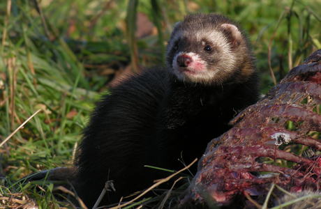 Waldiltis (Mustela putorius) - © Gerd Rossen Fotonatur.de