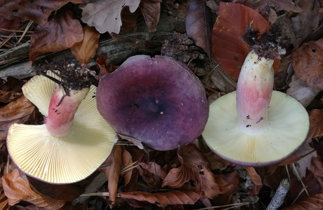 Zitronenblättriger Täubling (Russula sardonia) - © Bernard Wieser Zitronenblättriger Täubling (Russula sardonia) - © Bernard Wieser