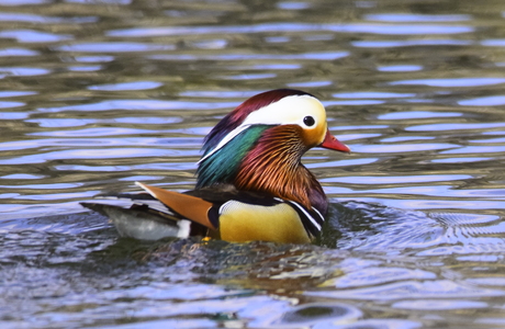 Mandarinente (Aix galericulata) - © Peter Cizek
