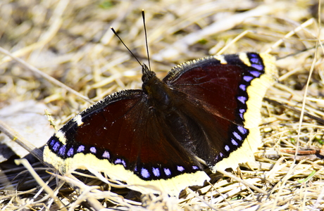 Trauermantel (Nymphalis antiopa) - © Peter Cizek
