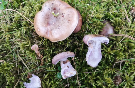 Purpurfleckiger Klumpfuß (Cortinarius purpurascens) - © Bernard Wieser