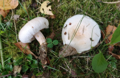 Flaumiger Birkenmilchling (Lactarius pubescens) - © Bernard Wieser
