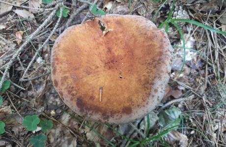 Brätling (Lactifluus volemus agg.) - © Bernard Wieser