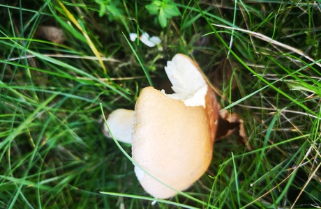 Olivockerfarbener Heringstäubling (Russula cicatricata) - © Bernard Wieser Olivockerfarbener Heringstäubling (Russula cicatricata) - © Bernard Wieser