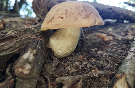 Gehämmerter Röhrling (Hemileccinum depilatum) - © Bernard Wieser