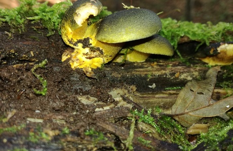 Gelbstieliger Muschelseitling (Panellus serotinus) - © Bernard Wieser Gelbstieliger Muschelseitling (Panellus serotinus) - © Bernard Wieser