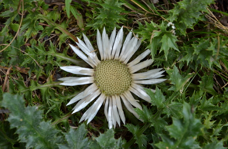 Silberdistel (Carlina acaulis) - © Bernard Wieser