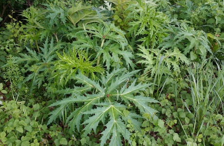 Riesen-Bärenklau, Herkulesstaude (Heracleum mantegazzianum) - © Bernard Wieser Riesen-Bärenklau, Herkulesstaude (Heracleum mantegazzianum) - © Bernard Wieser