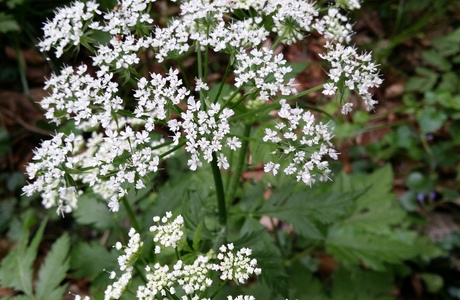 Rauhhaariger Kälberkropf (Chaerophyllum hirsutum) - © Bernard Wieser