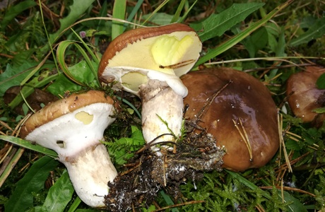 Butterpilz (Suillus luteus) - © Bernard Wieser