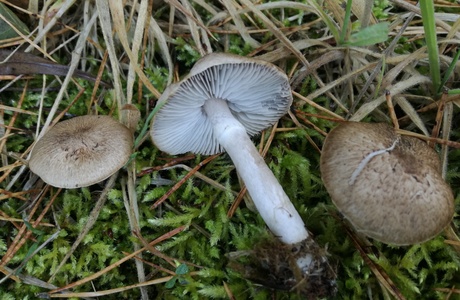 Beringter Erd-Ritterling (Tricholoma cingulatum) - © Bernard Wieser Beringter Erd-Ritterling (Tricholoma cingulatum) - © Bernard Wieser