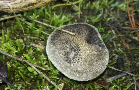 Schuppenstieliger Erd-Ritterling (Tricholoma squarrulosum) - © Bernard Wieser Schuppenstieliger Erd-Ritterling (Tricholoma squarrulosum) - © Bernard Wieser