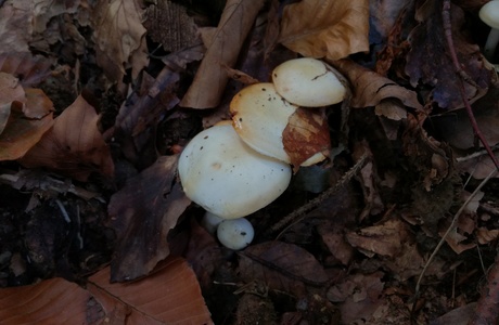 Goldzahn-Schneckling (Hygrophorus chrysodon) - © Bernard Wieser Goldzahn-Schneckling (Hygrophorus chrysodon) - © Bernard Wieser