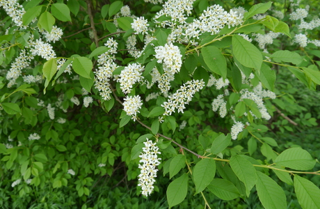 Echt-Traubenkirsche (Prunus padus) - © Patrick Schwager Echt-Traubenkirsche (Prunus padus) - © Patrick Schwager