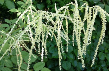 Wald-Geißbart (Aruncus dioicus) - © Bernard Wieser