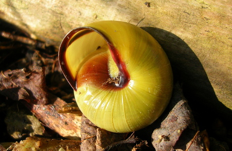 Hainschnirkelschnecke (Cepaea nemoralis) - © Anton Koschuh