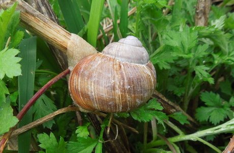 Weinbergschnecke (Helix pomatia) - © Anton Koschuh