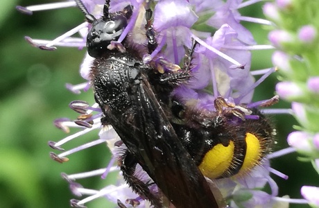 Borstige Dolchwespe (Scolia hirta) - © Bernard Wieser Borstige Dolchwespe (Scolia hirta) - © Bernard Wieser