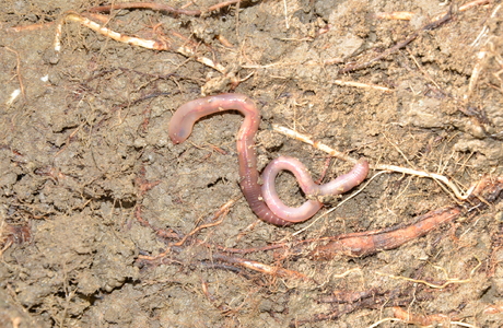 Regenwurm (Lumbricus terrestris) - © Bernard Wieser