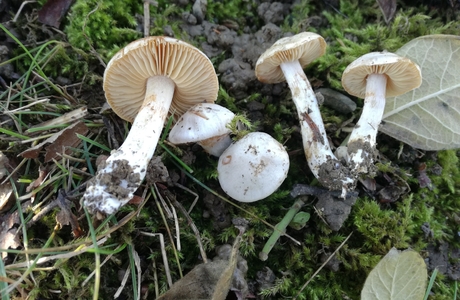 Weißbereifter Schleimfuß (Cortinarius galeobdolon) - © Bernard Wieser