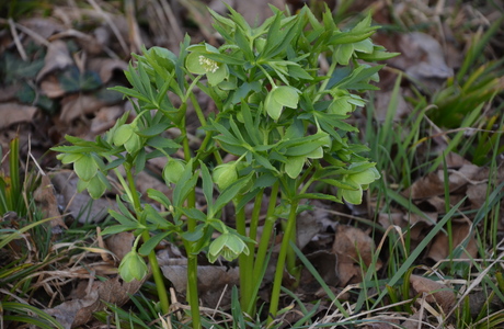 Hecken-Nieswurz (Helleborus dumetorum) - © Bernard Wieser